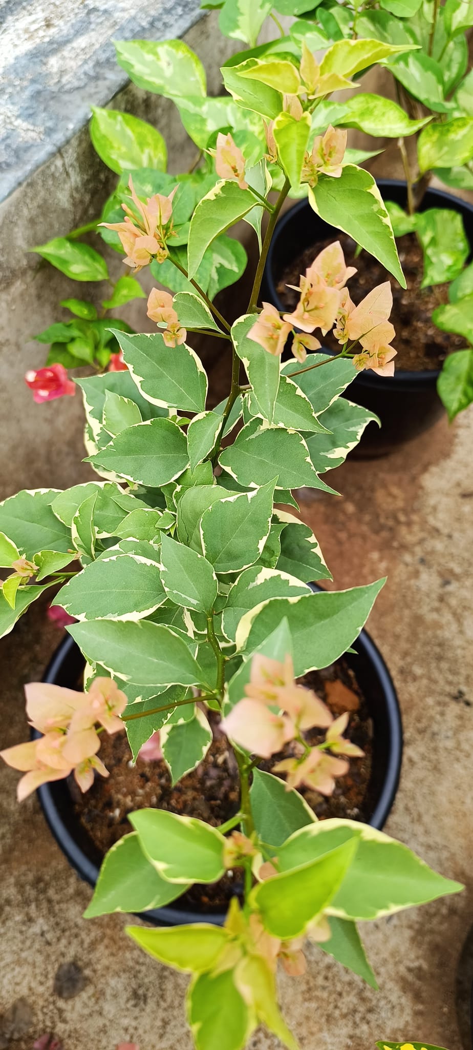 Emasperak Bougainvillea flower plant