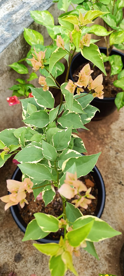 Emasperak Bougainvillea flower plant