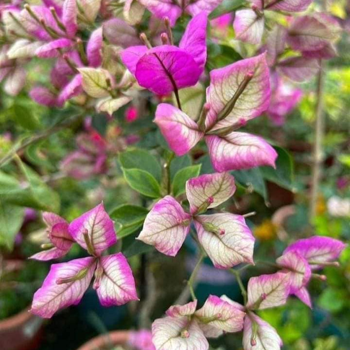 Geisha Bougainvillea flower plant