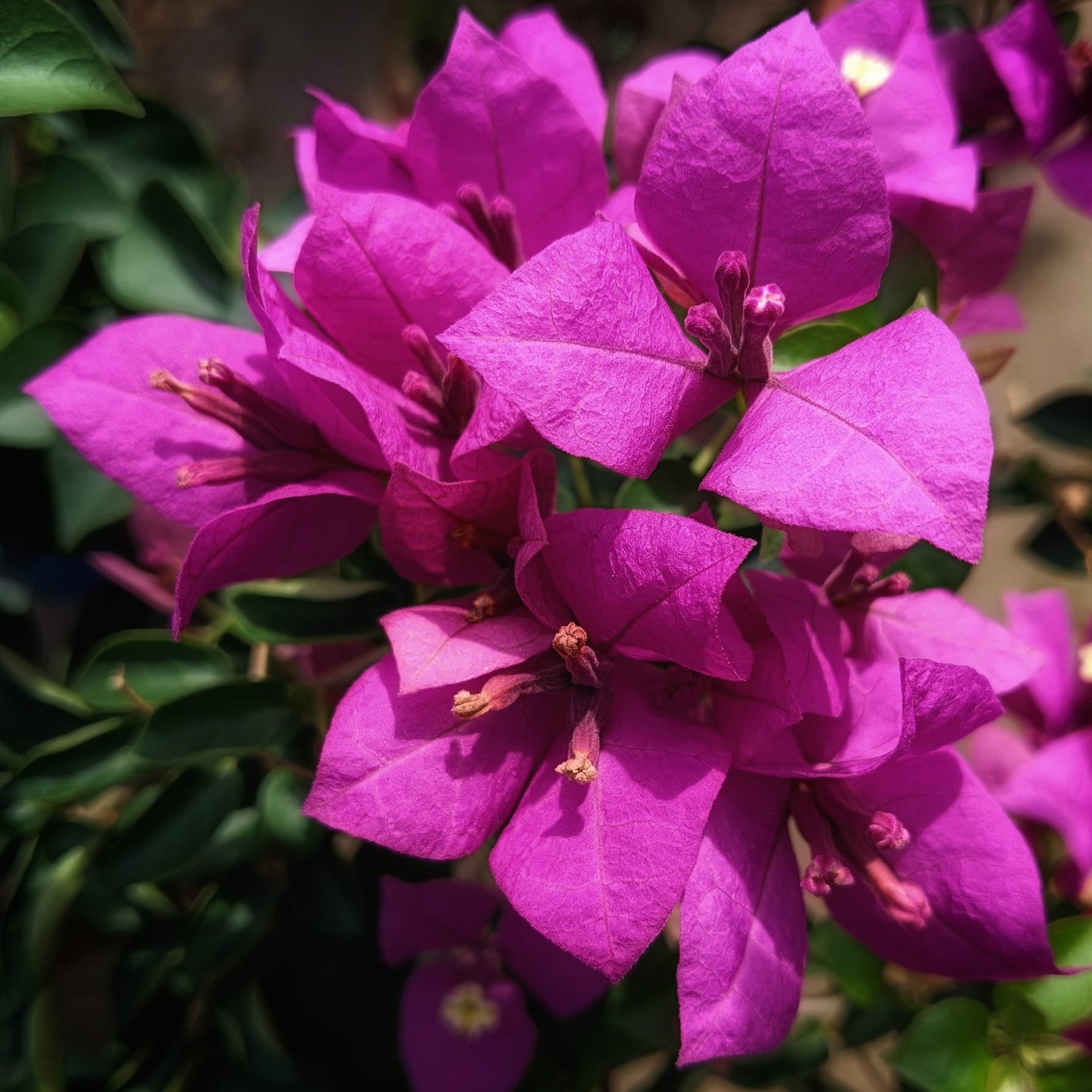Spectrum Bougainvillea flower plant