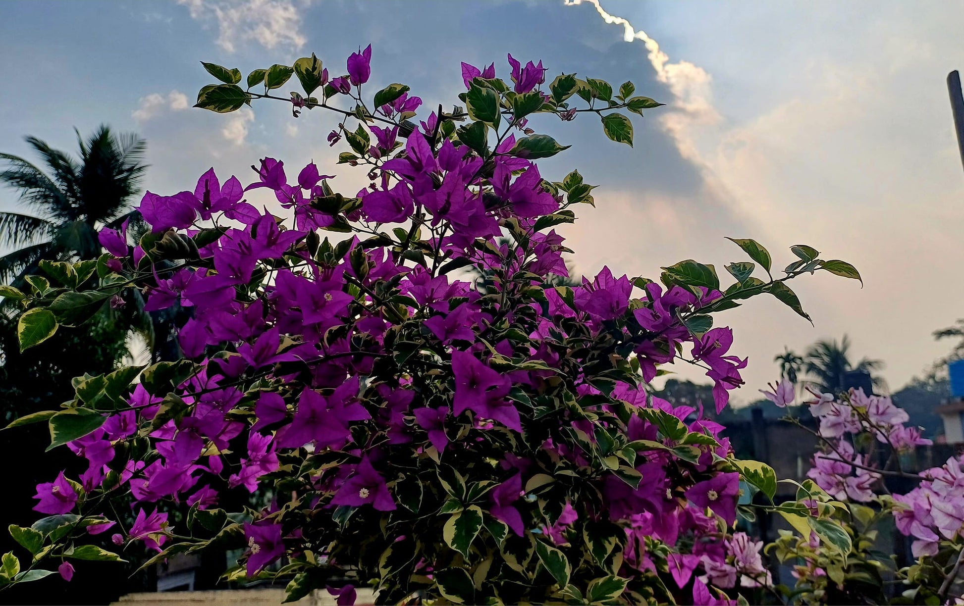 Blueberry Ice Bougainvillea flower plant