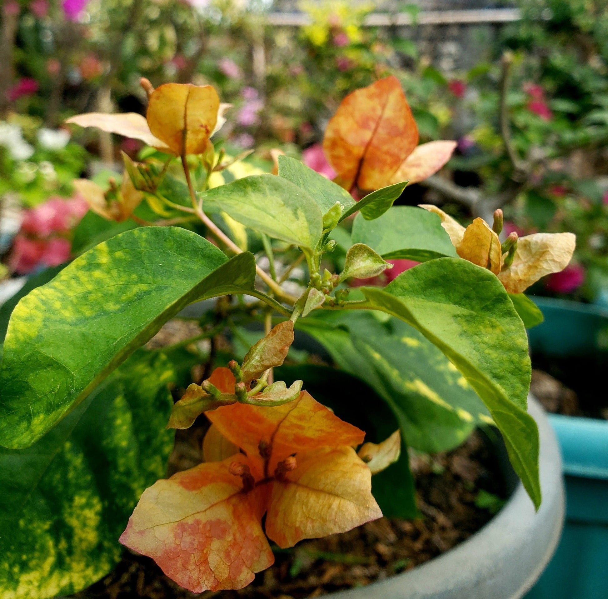 Orange September Bougainvillea flower plant