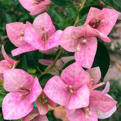 Lady Bird Bougainvillea flower plant