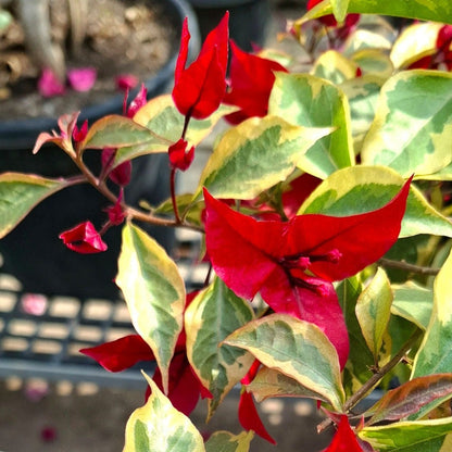 Flame Red Verigated Bougainvillea flower plant