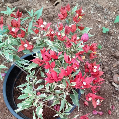 Flame Red Verigated Bougainvillea flower plant