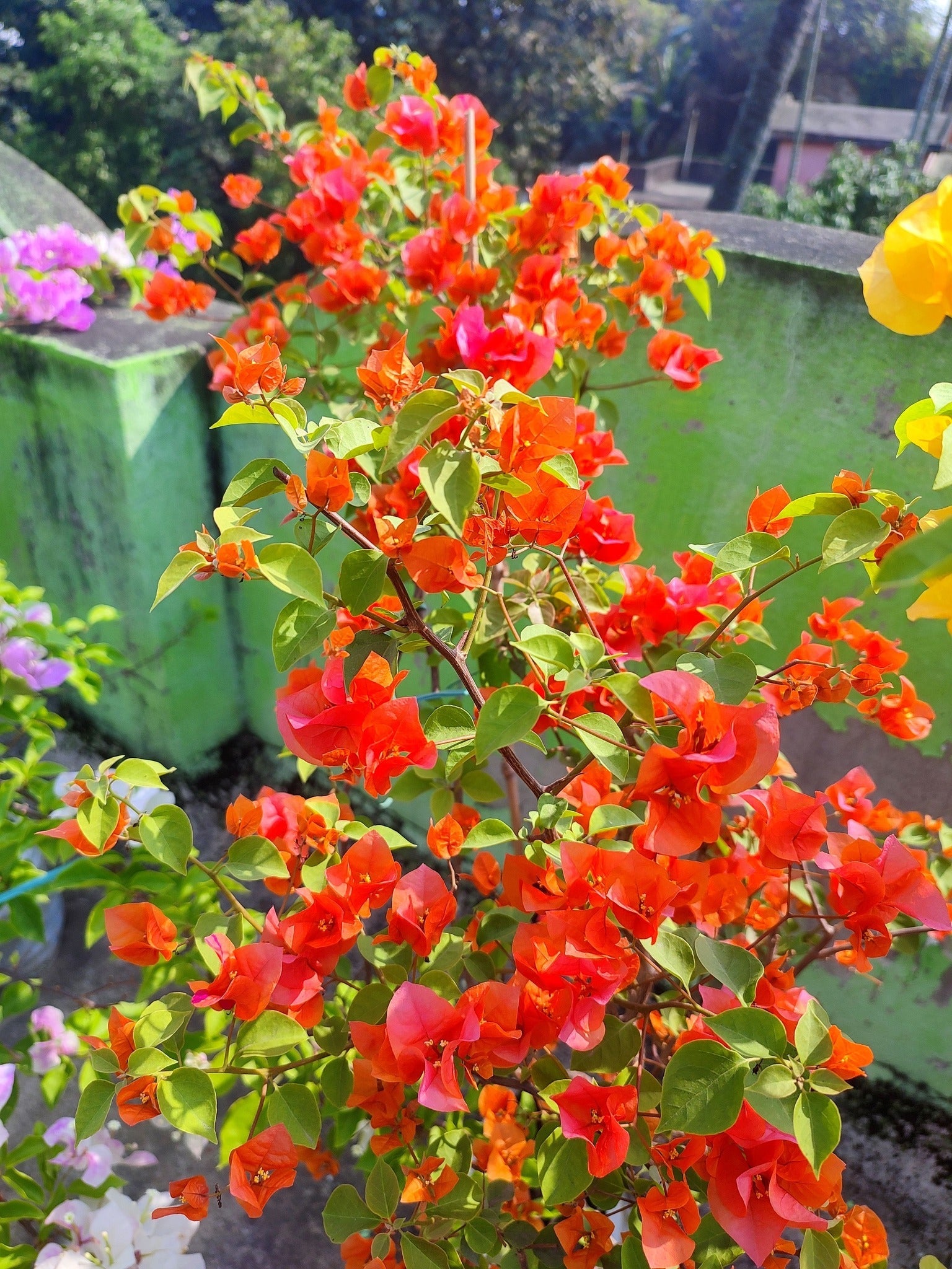 King Orange Bougainvillea flower plant