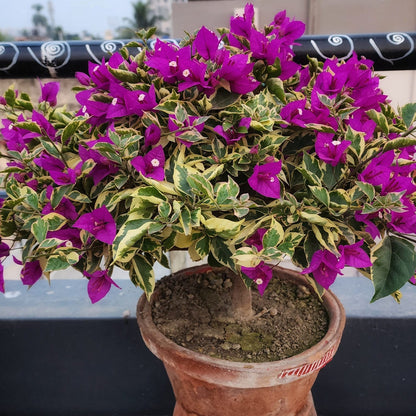 Blueberry Ice Bougainvillea flower plant