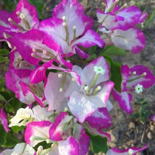 Lipstick Bougainvillea flower plant