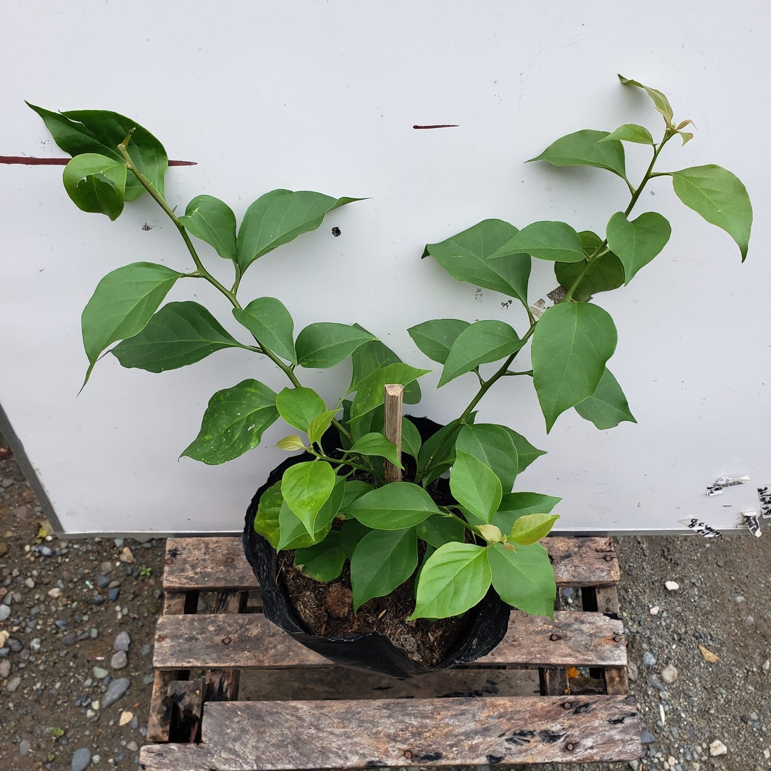 Chitra Gold Bougainvillea flower plant