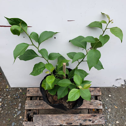 Chitra Gold Bougainvillea flower plant