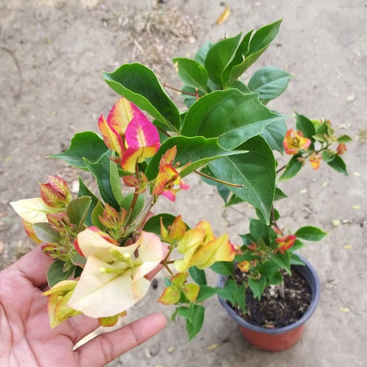 Sufia Indiana Bougainvillea flower plant
