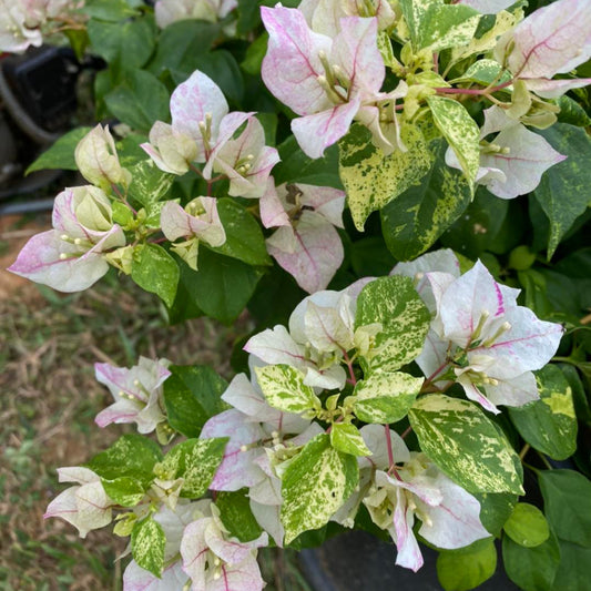 Sunstone White Bougainvillea flower plant