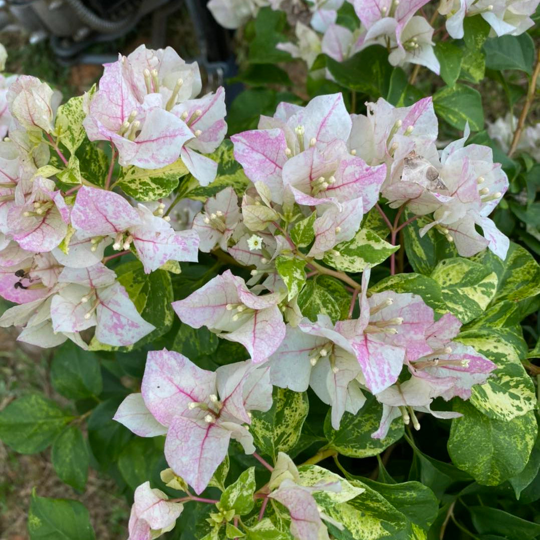 Sunstone White Bougainvillea flower plant