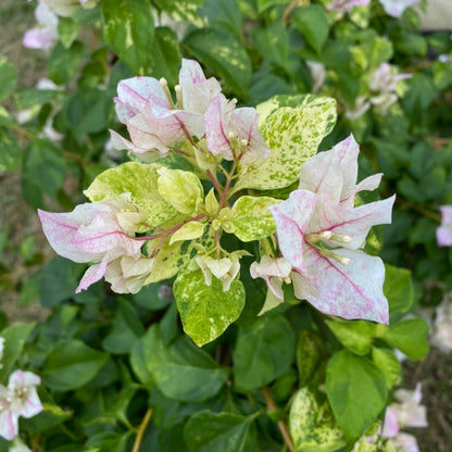 Sunstone White Bougainvillea flower plant