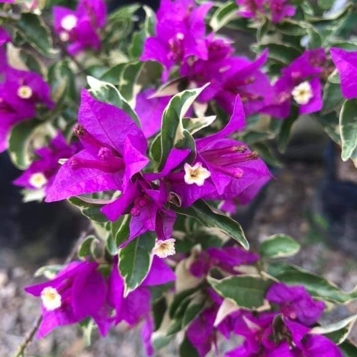 Blueberry Ice Bougainvillea flower plant
