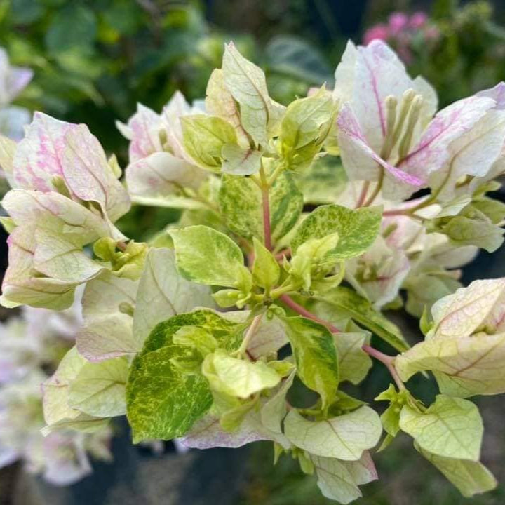 Sunstone White Bougainvillea flower plant