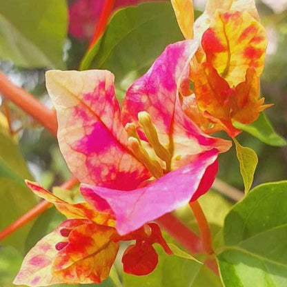 Golden Rao Bougainvillea flower plant