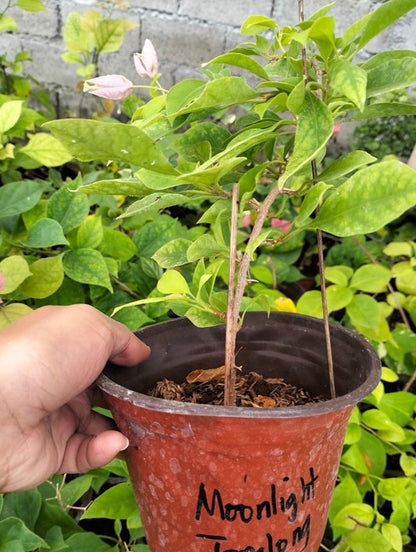 Moonlight Tanglong Bougainvillea flower plant