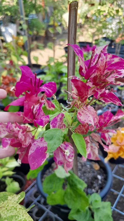 Kristina Bougainvillea flower plant