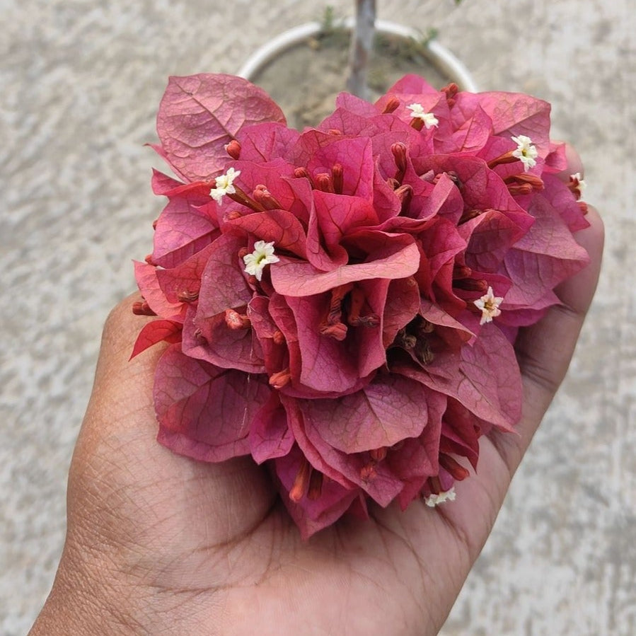 Chocolate Brown Bougainvillea flower plant