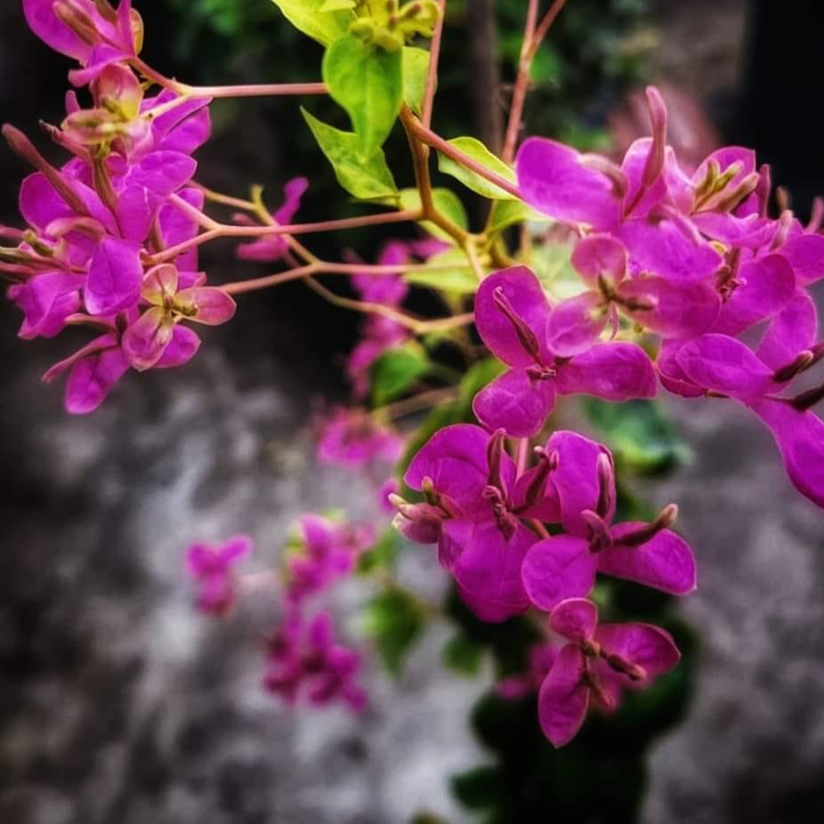 Fatima Pink Bougainvillea flower plant
