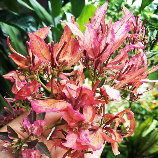 Bird Wings Bougainvillea flower plant