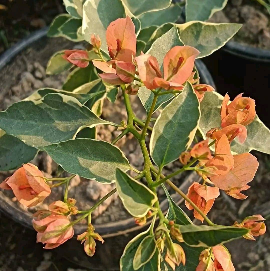 Emasperak Bougainvillea flower plant