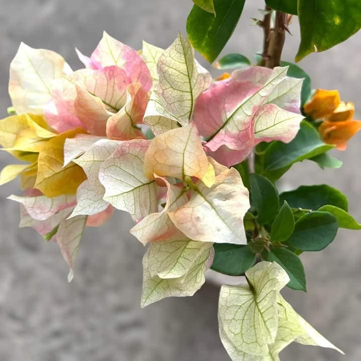 Chitra Gold Bougainvillea flower plant