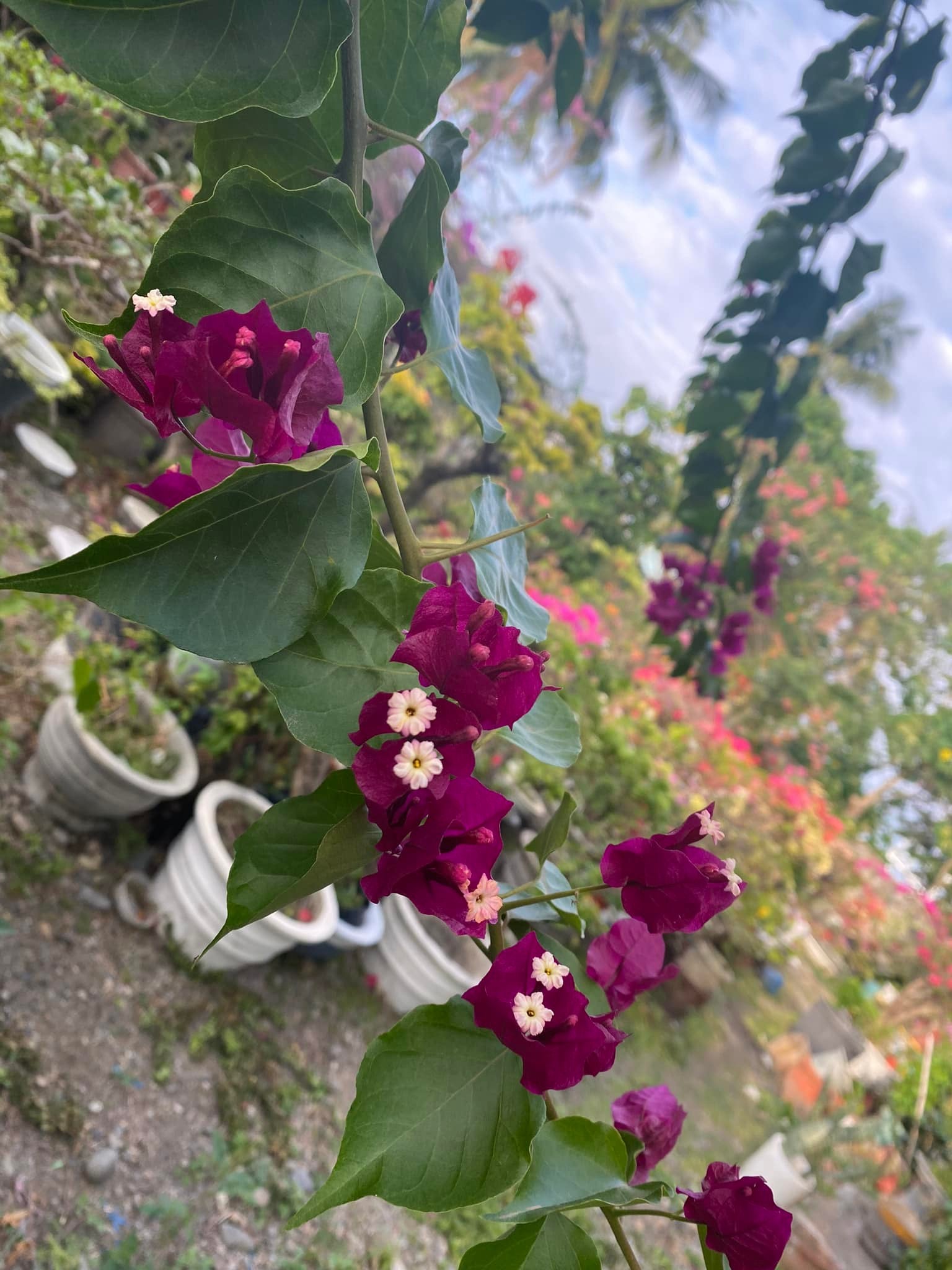 Dark One Bougainvillea flower plant