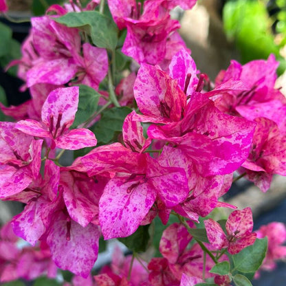 Kristina Bougainvillea flower plant