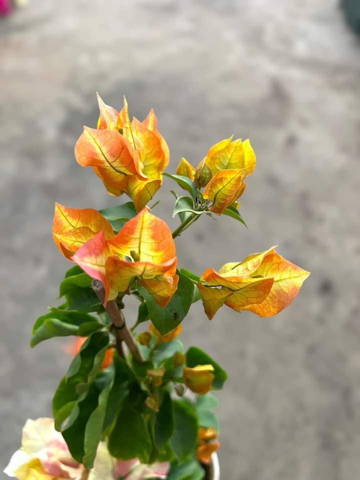 Chitra Gold Bougainvillea flower plant