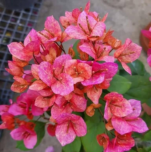 Vietnam Mix Bougainvillea flower plant