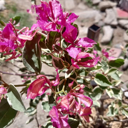 Bird Wings Bougainvillea flower plant