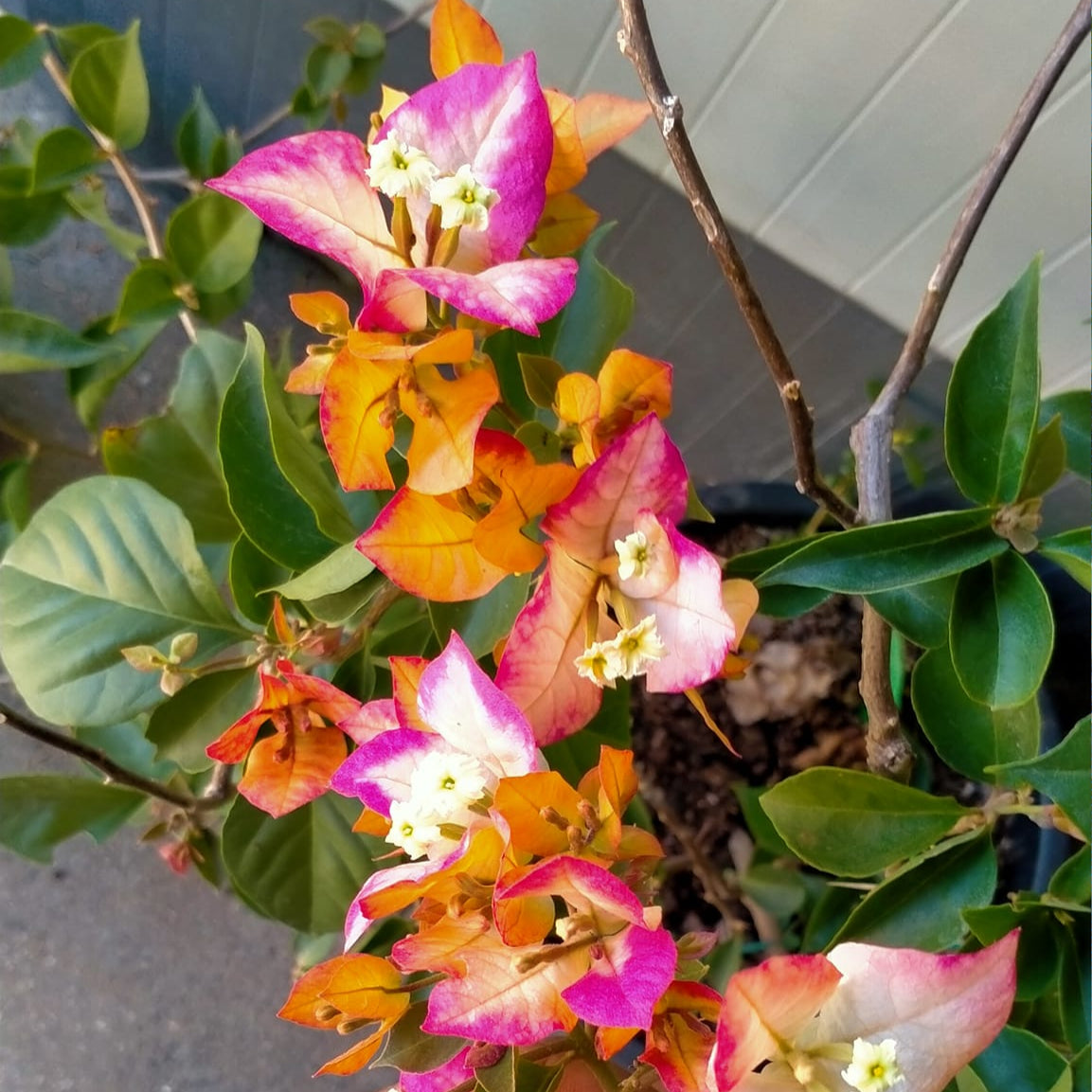 Sufia Indiana Bougainvillea flower plant