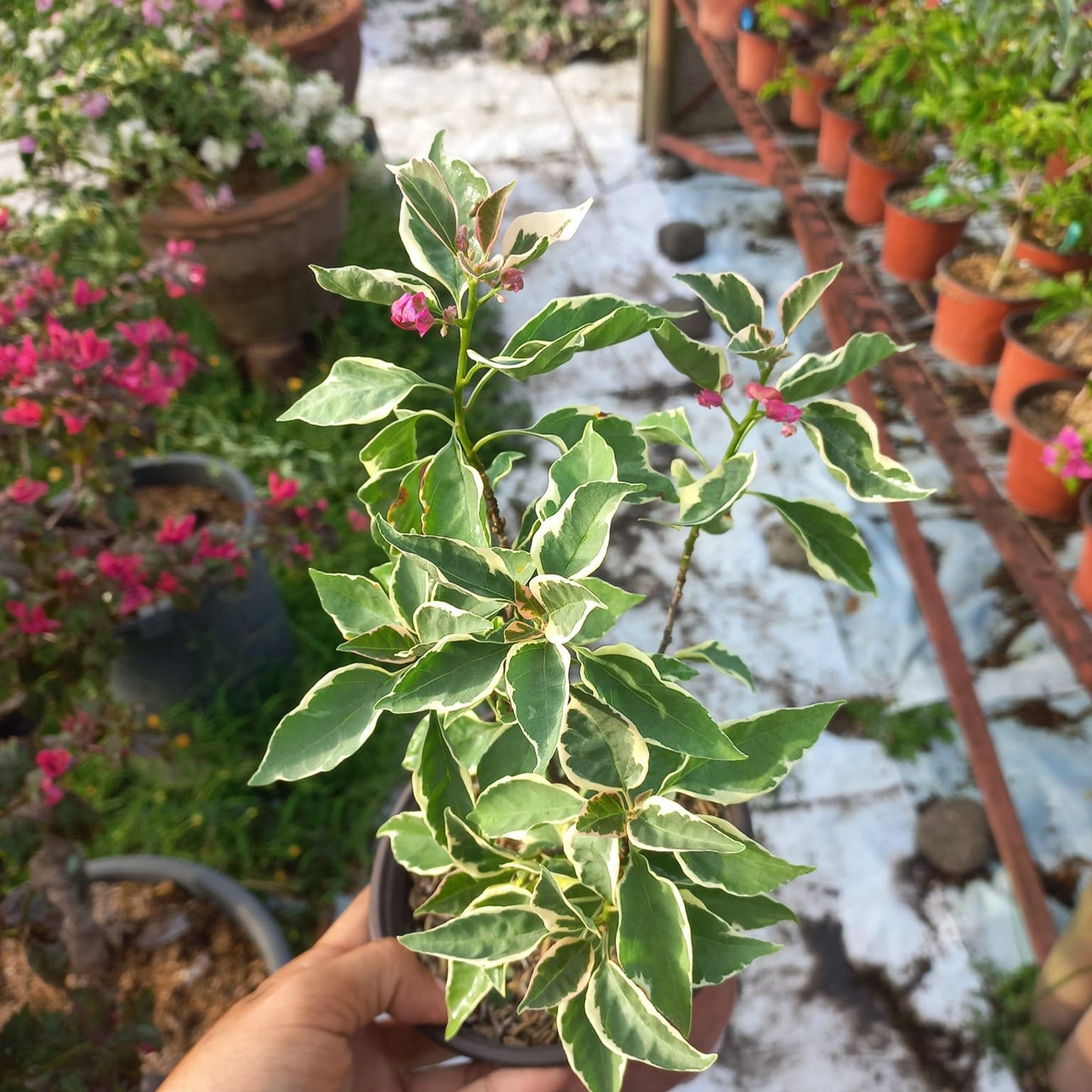Bird Wings Bougainvillea flower plant