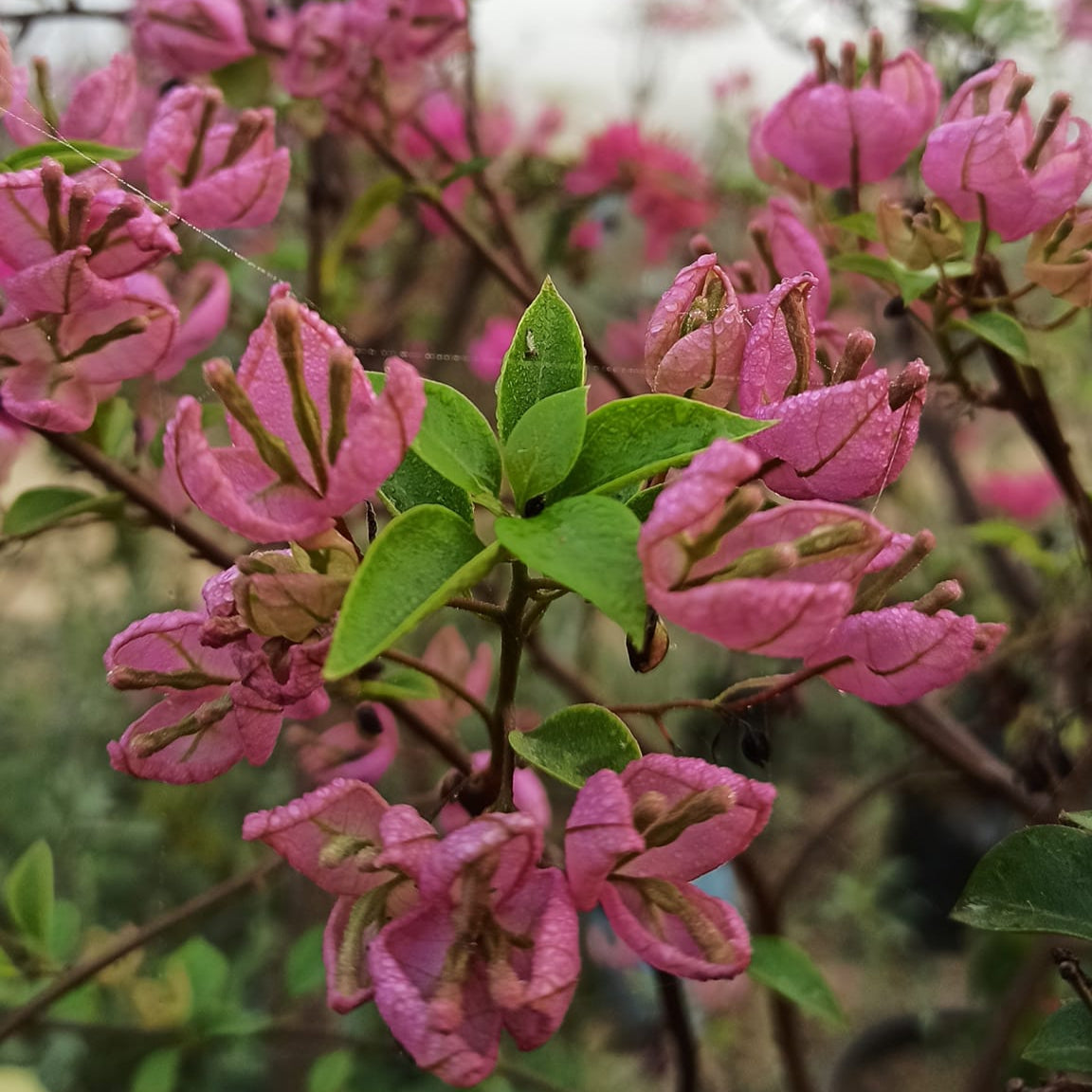 Tanglong Pink Bougainvillea flower plant