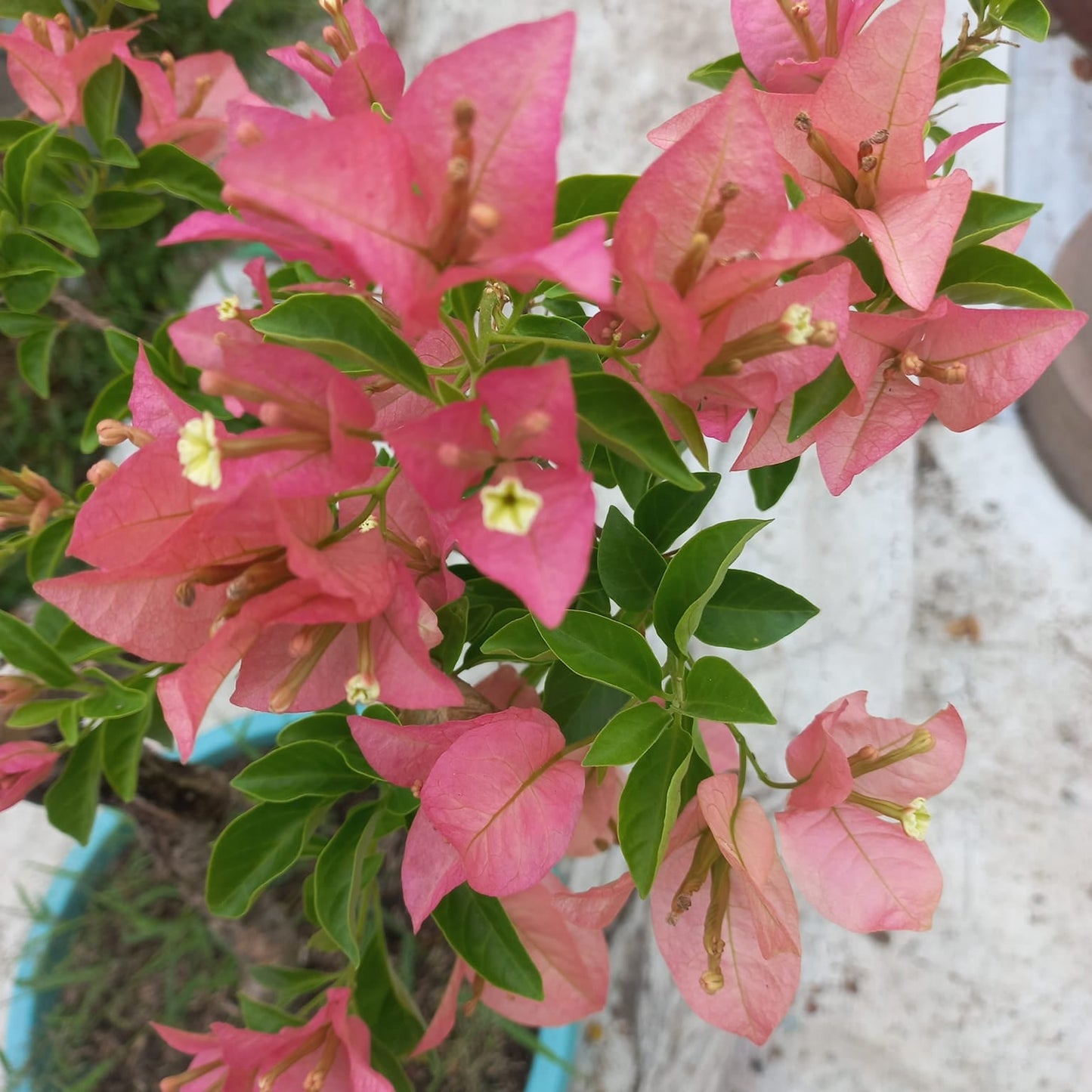 Kayata Bougainvillea flower plant