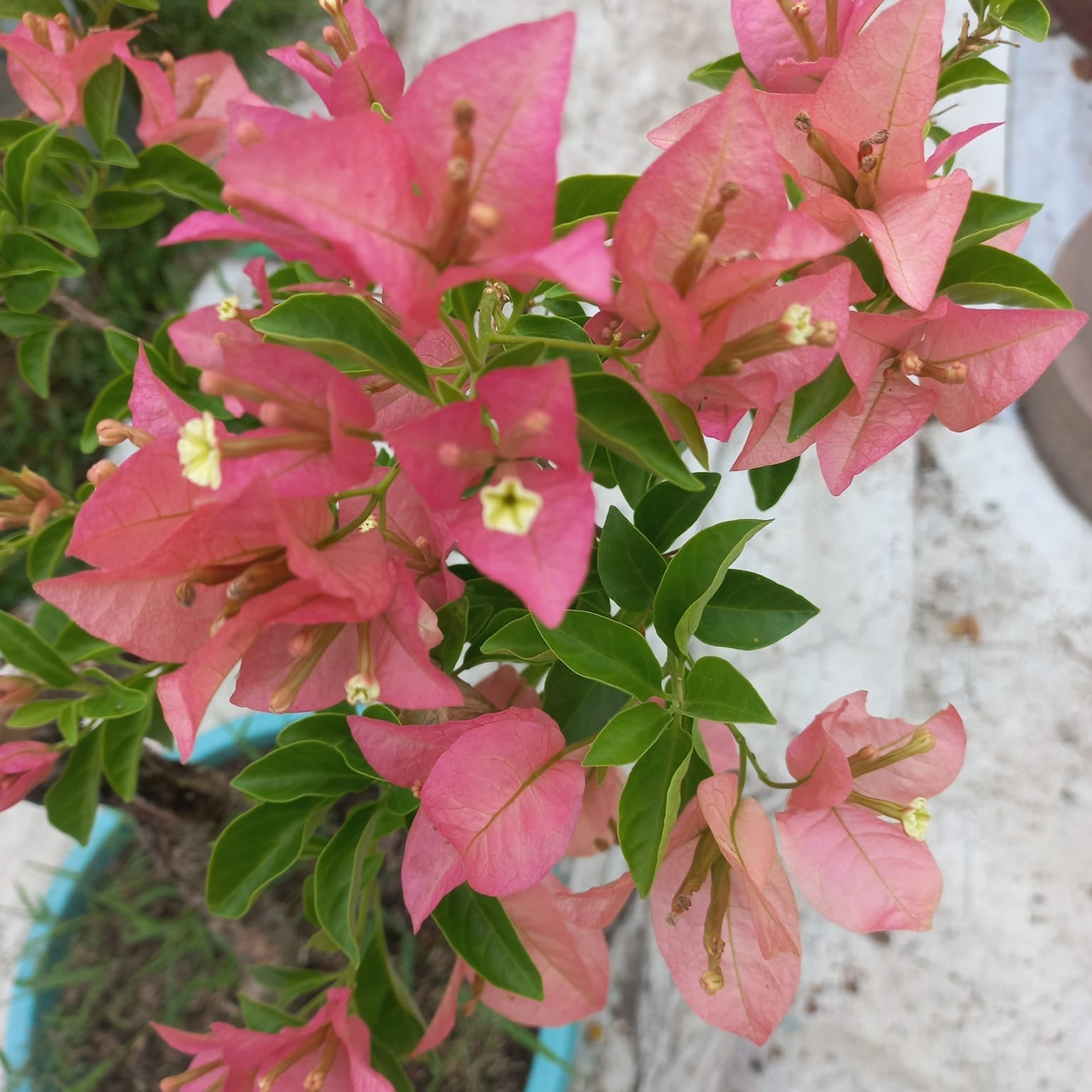 Kayata Bougainvillea flower plant