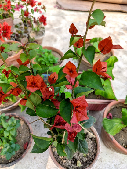 Chocolate Brown Bougainvillea flower plant
