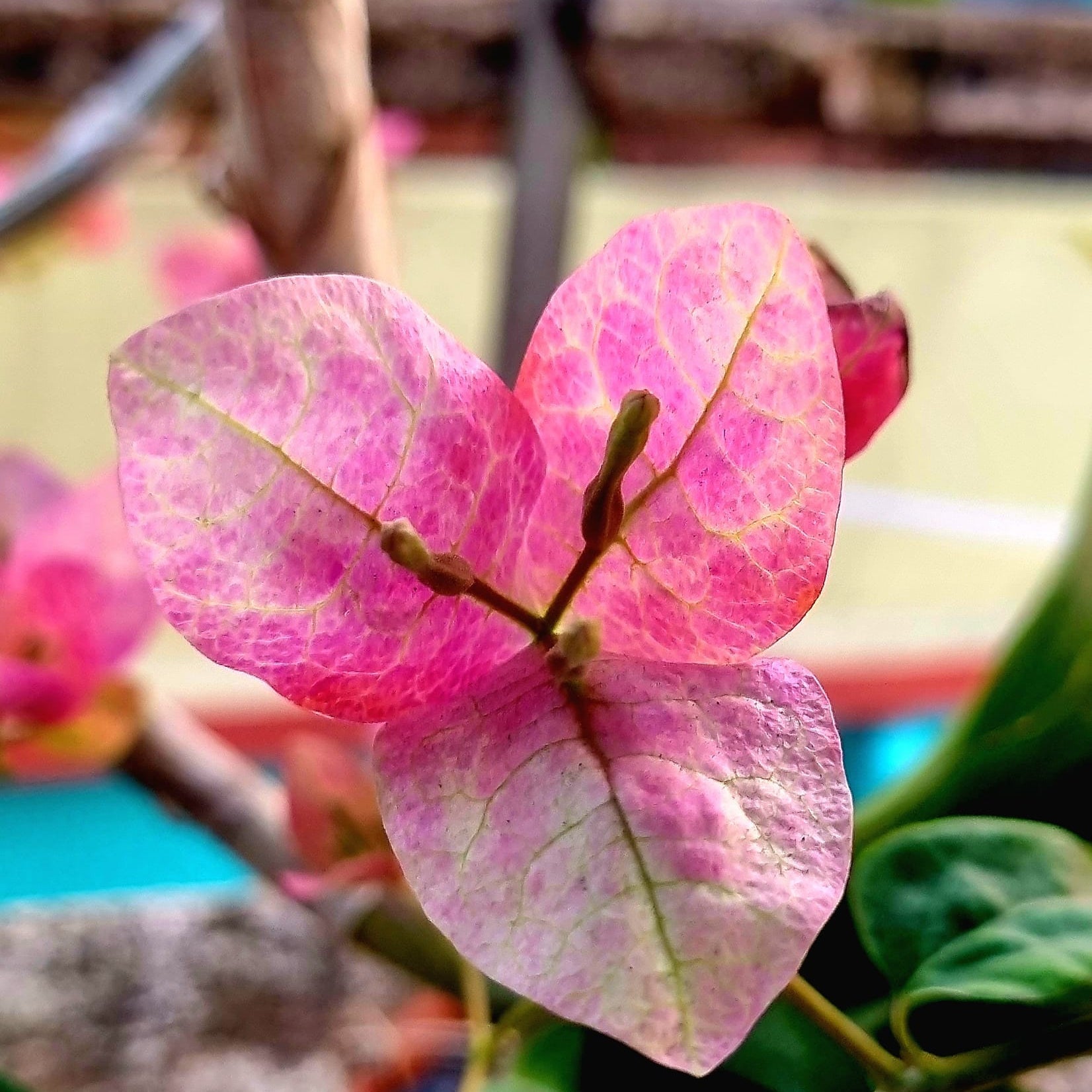 Lady Bird Bougainvillea flower plant