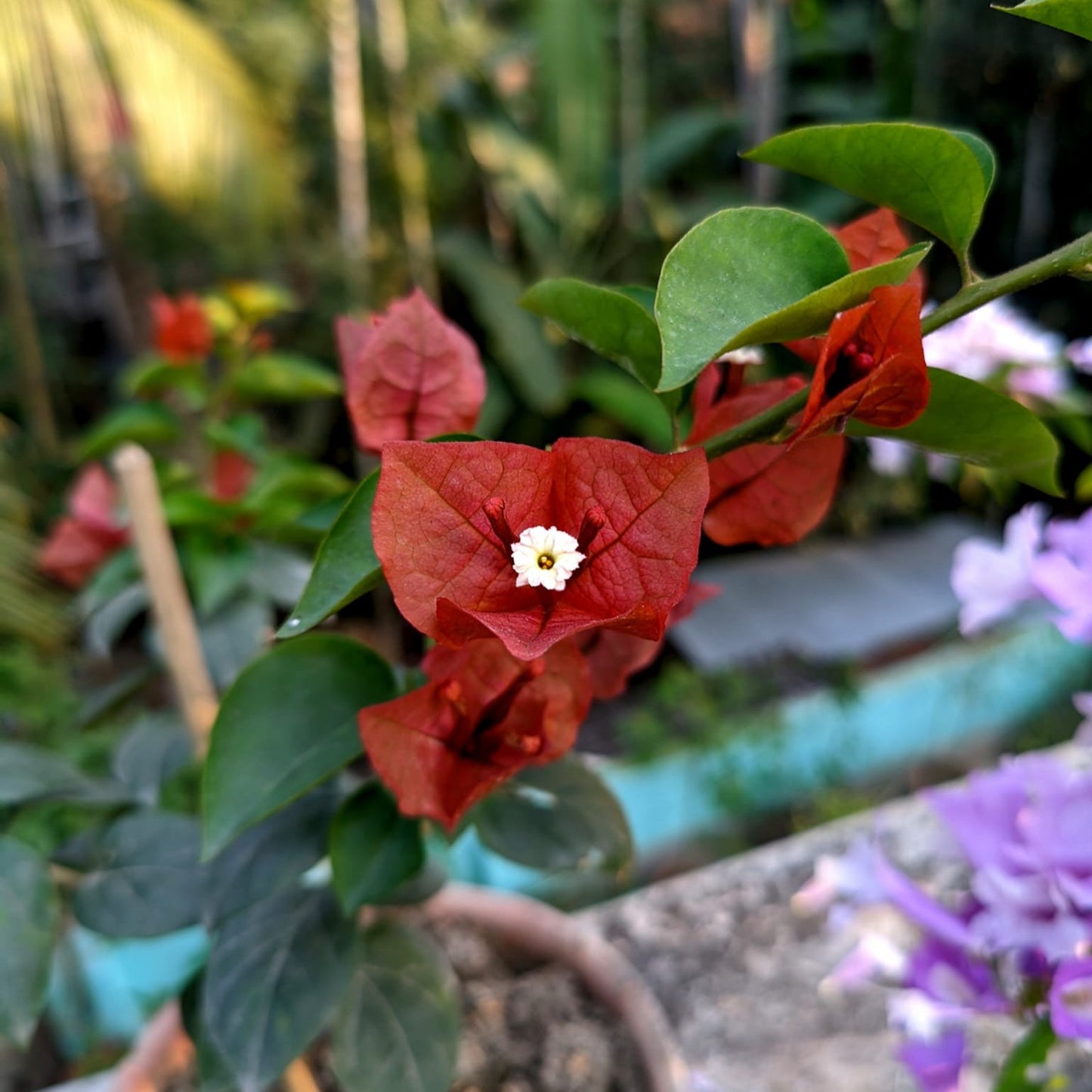 Chocolate Brown Bougainvillea flower plant