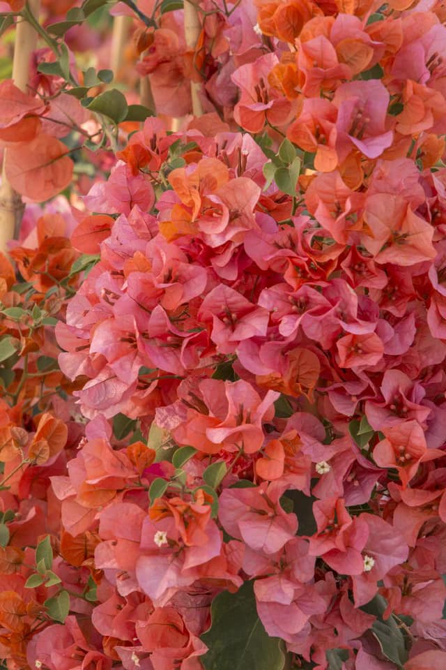 King Orange Bougainvillea flower plant