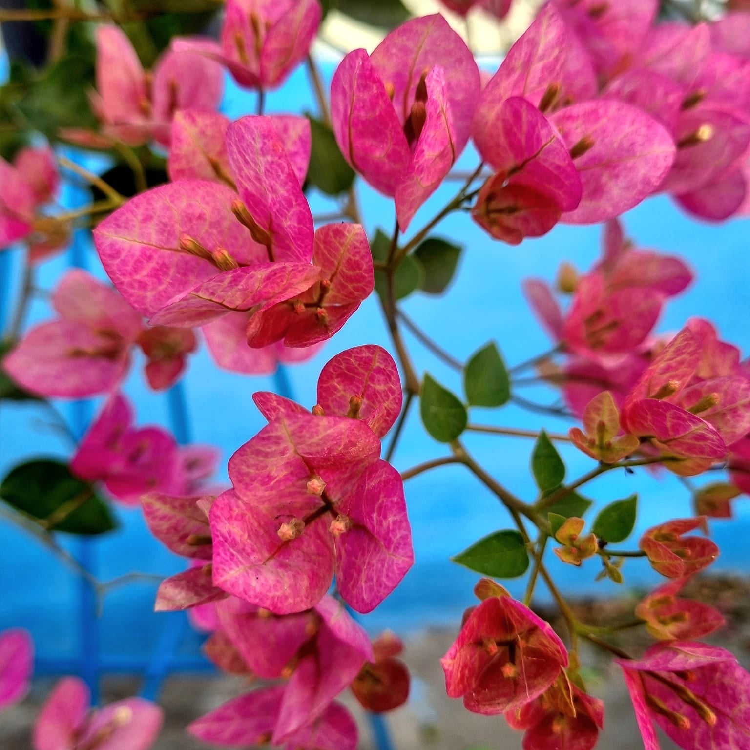 Lady Bird Bougainvillea flower plant