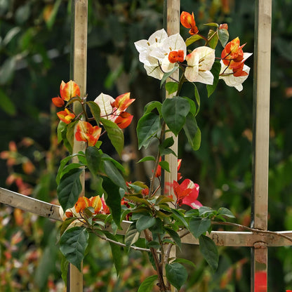 7 Star Bougainvillea flower plant