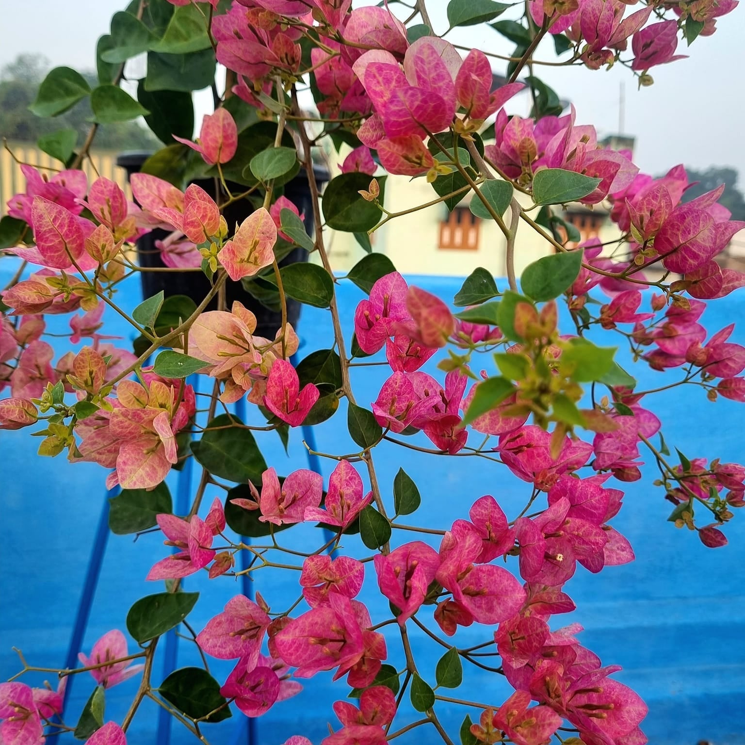 Lady Bird Bougainvillea flower plant
