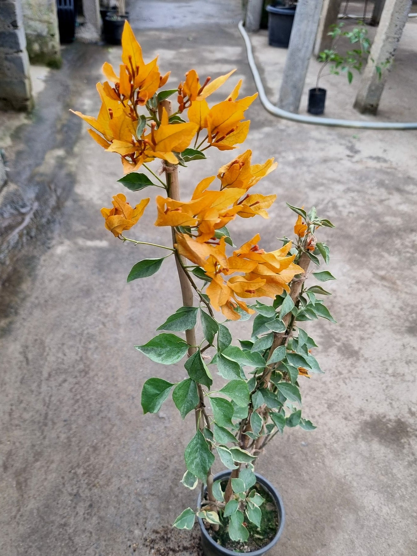 Buterfly Yellow Bougainvillea flower plant