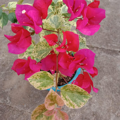 Red Diamond Bougainvillea flower plant