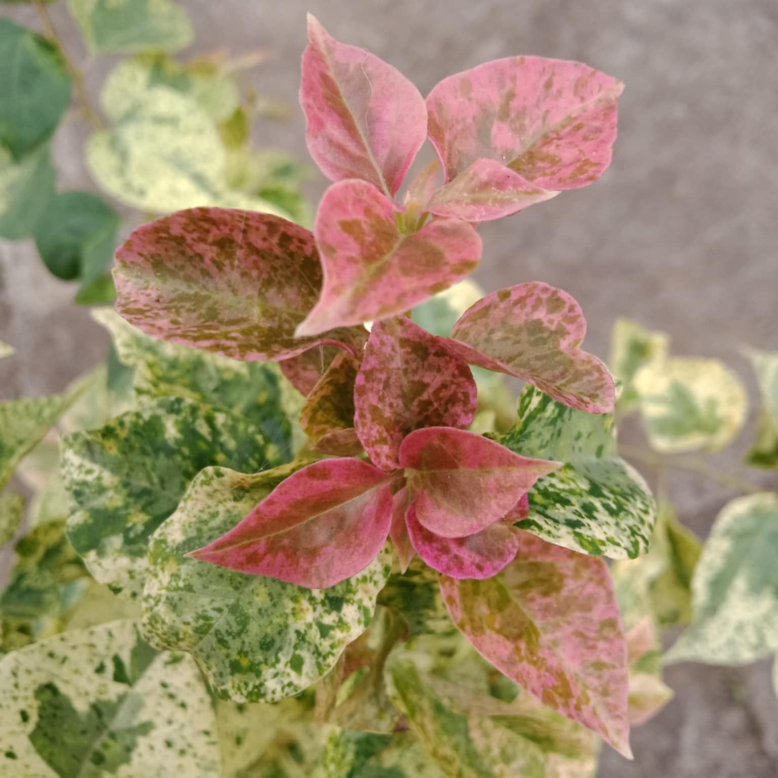 Red Diamond Bougainvillea flower plant