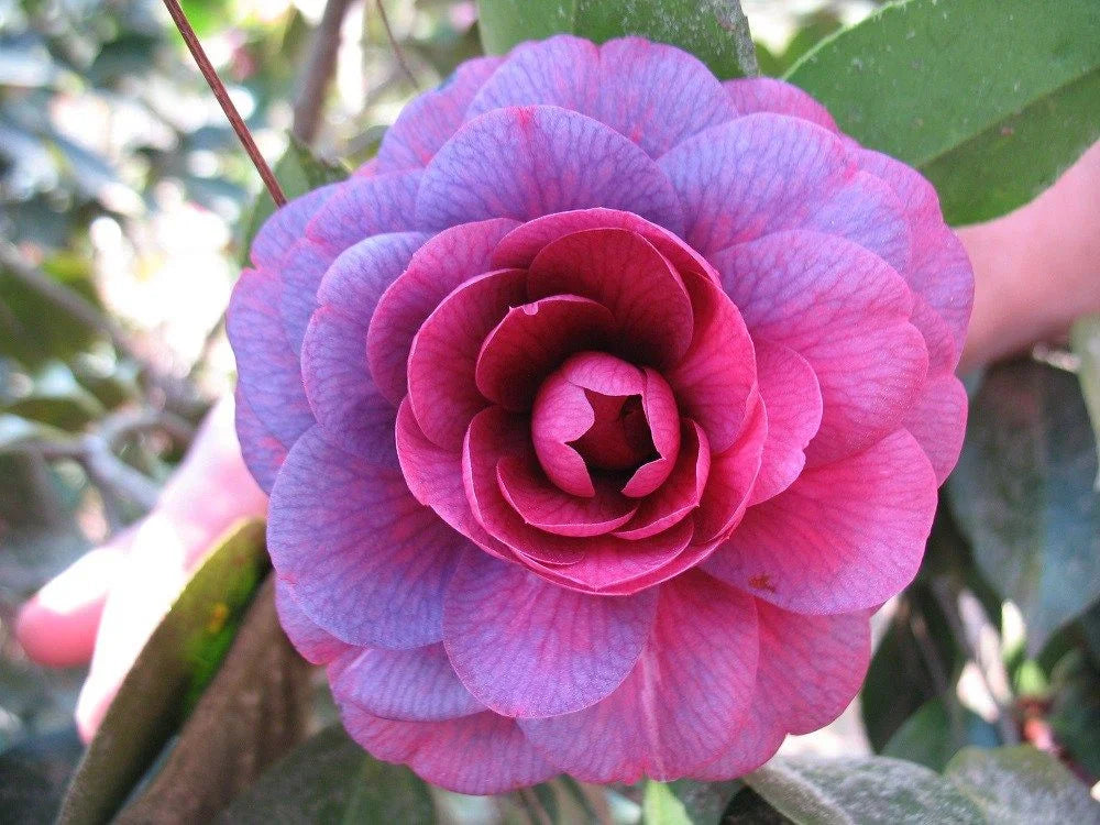 CAMELLIA FLOWERS PLANTS