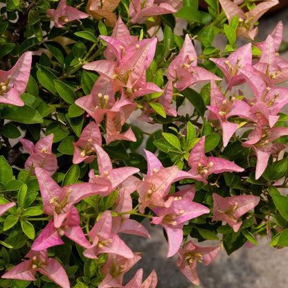 Kayata Bougainvillea flower plant
